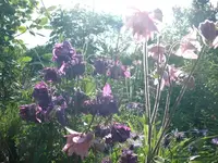 k-P1090141.webp