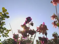 k-P1090142.webp