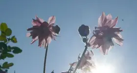 k-P1090143.webp