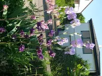 k-P1090144.webp