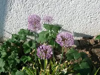 k-P1090146.webp