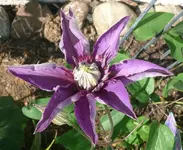 k-P1090147.webp