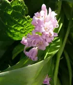 k-P1090150.webp