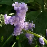 k-P1090151.webp