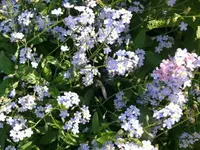 k-P1090154.webp
