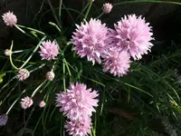 k-P1090160.webp