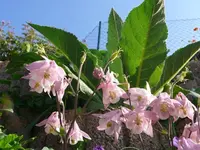 k-P1090161.webp