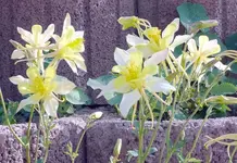 k-P1090163.webp