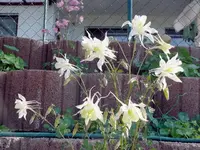 k-P1090164.webp