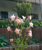 k-P1090165.webp