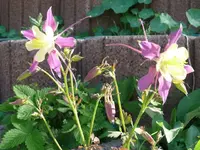 k-P1090167.webp