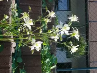 k-P1090169.webp
