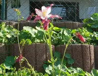 k-P1090170.webp