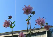 k-P1090172.webp