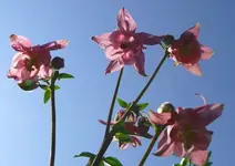 k-P1090175.webp