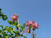 k-P1090176.webp