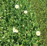 k-P1090178.webp