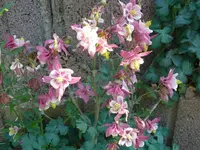 k-P1090183.webp