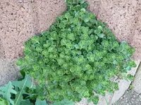 k-P1090184.webp