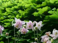 k-P1090188.webp