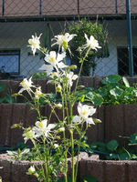 k-P1090169.webp