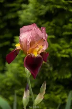 IMG_7681.webp IMG_7681.webp