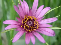 DSCN7974.webp