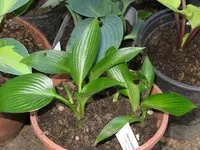 devon green_1024x768.webp