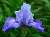 monetsblue1.webp