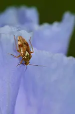 herzkäfer.webp