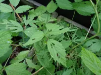 DSC03577.webp