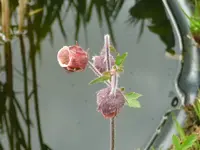 Bachnelkenwurz.webp