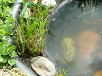 Suchbild mit Molch.webp