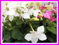 009.webp