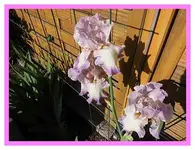 001.webp