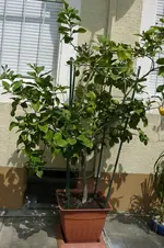 P1030452 zitr 1 b.webp