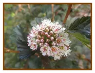 008.webp