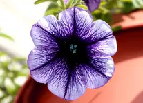 Petunieviolettweiß.webp