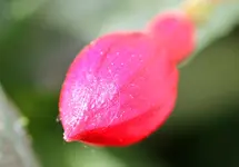 Fuchsie.webp Fuchsie.webp
