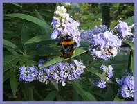 060.webp