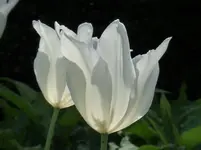P1180351.webp