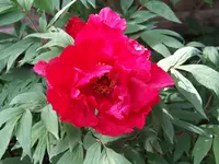 DSCF3791.webp