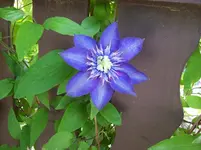01 Clematis.webp