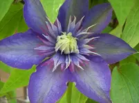 02 Clematis.webp