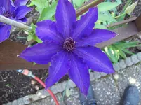 03 Clematis.webp