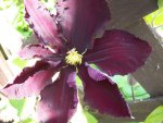 04 Clematis.JPG