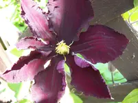 04 Clematis.webp