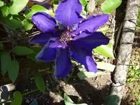 05 Clematis.webp
