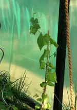 Luffa1.webp