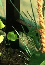 Luffa2.webp